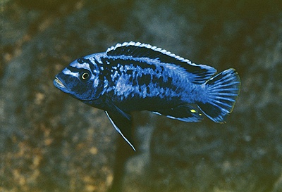 Maylandia sp. 'msobo' Magunga